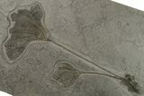 Pyrite Replaced Crinoid (Seirocrinus) Plate - Holzmaden, Germany #165880-1